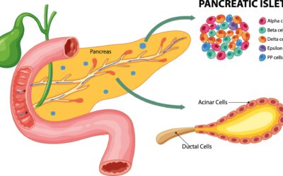 El papel de las células alfa pancreáticas en la fisiopatología de la diabetes